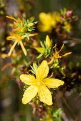 Hypericum flowers (Hypericum perforatum or St John's wort) on the meadow , selective focus on some flowers