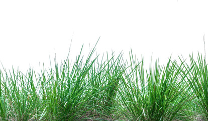 Grass isolated on white background