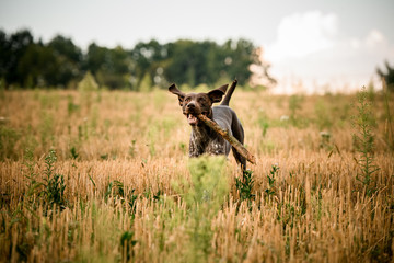 Happy dark brown dog running in the field with a stick in his teeth