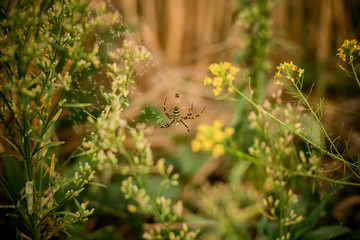 Black and yellow color spider on the spiderweb in the forest