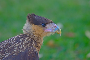 Brazilian Hawk. This big brazilian bird is very rare in brazilian savannah.