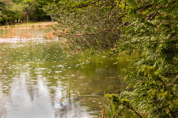 rainy day in the Opacua forest in Alvava