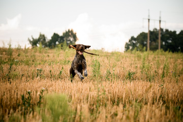 Dark color brown dog running in the field with a stick in his teeth