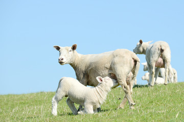 white Sheep suckling lamb on pasture