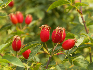 Red ripe rose hips growing on a bush in the garden. Medicinal berries. Healing tea. Harvesting in...