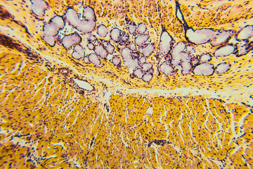 Cross section esophagus dog