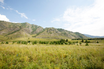 Naklejka premium grass field in the Katun river valley, Chemal district, Altai Republic, month of August