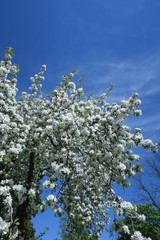 Springtime in Vilnius