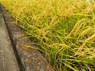 豊作の田圃と縁石