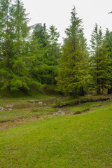 Obraz premium deszczowy dzień w lesie Opacua w Alvava