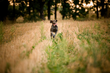 Dark brown dog running through the field sticking out his tongue