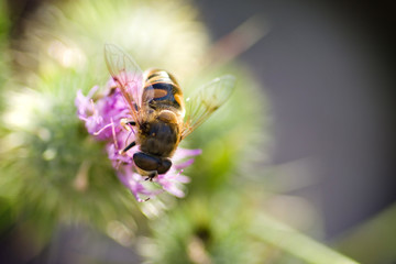 Abeille en fleur