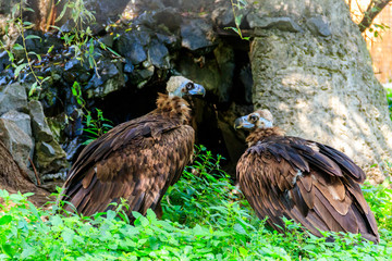 Cinereous vulture (Aegypius monachus), also known as the black vulture, monk vulture, or Eurasian black vulture