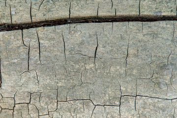 texture of old olive tree closeup