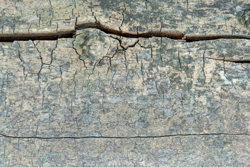 texture of old olive tree closeup