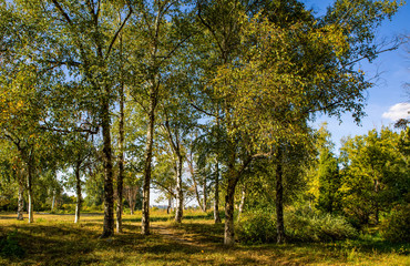 sunny aerial landscape with trees and rivine