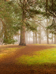 Obraz premium Autumn woodland/forest with path and fog/mist