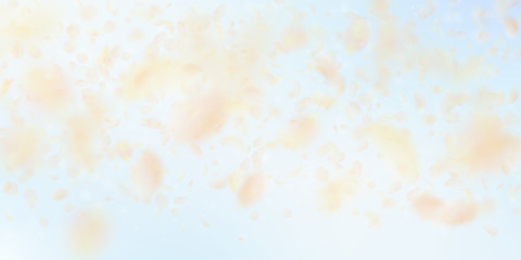 Yellow orange flower petals falling down. Great ro