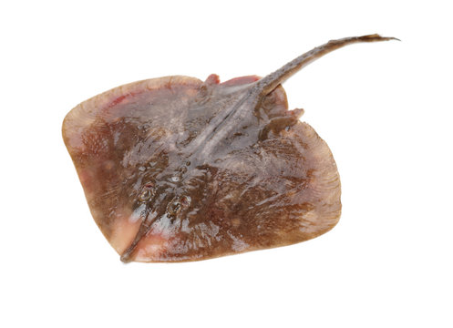 Fresh ray fish isolated on white background