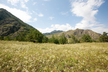 Fototapeta premium grass field in the Katun river valley, Chemal district, Altai Republic, month of August