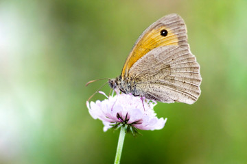 Papillon en fleur - 5