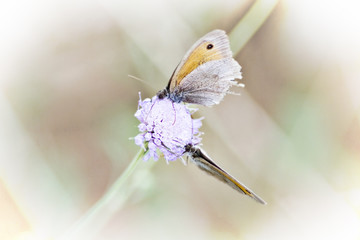 Papillon en fleur - 4