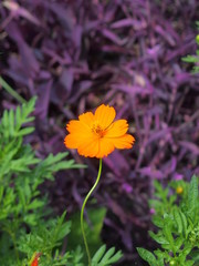 キバナコスモスとセトクレアセア