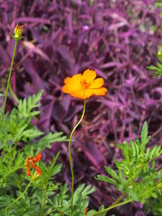 キバナコスモスとセトクレアセア