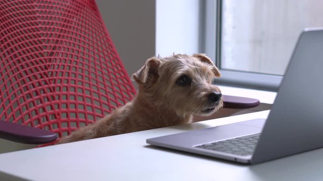 Norfolk Terrier dog looking at laptop computer
