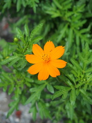 キバナコスモス