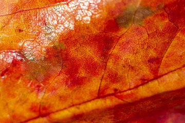 Herbstlaub rot gefärbt