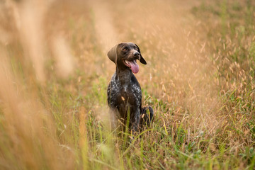 Brown dog sitting among the gold spikelets open his mouth