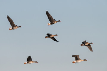 Flock of White-fronted Geese, Anser albifrons, flying