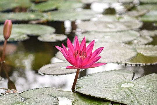Pink lily flower blooming in pond isolated on blurred background. Sunny summer days. Close up.