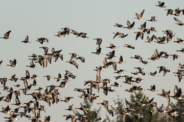 Flock of White-fronted Geese, Anser albifrons, flying