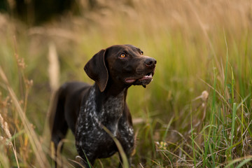 Dark brown dog standing looking up in the field among spikelets