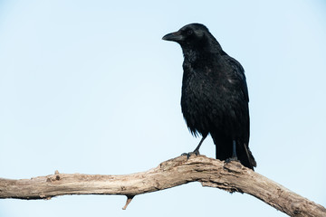Carrion crow sitting on a branch with blue sky background