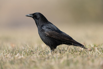 Carrion crow in a meadow