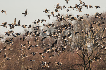 Flock of White-fronted Geese, Anser albifrons, flying