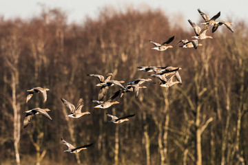 Flock of White-fronted Geese, Anser albifrons, flying