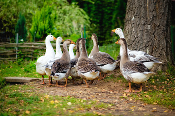 flock of geese on the green grass