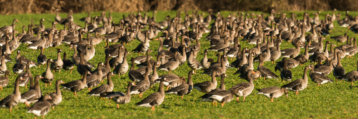 White-fronted Geese, Anser albifrons, on meadow in winter, Lueneburg Heath