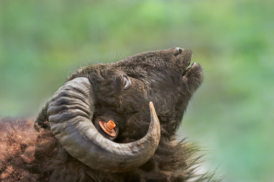 Portrait of male black ouessant sheep holding its head up and showing its teetch