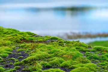 Moss on a stone wall in the Sete Cidades area, Azores