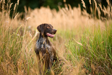 Brown dog sitting among the gold spikelets open his mouth