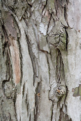 texture of old olive tree closeup