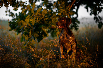 Dog sitting under the tree crown on the dry green grass open his mouth