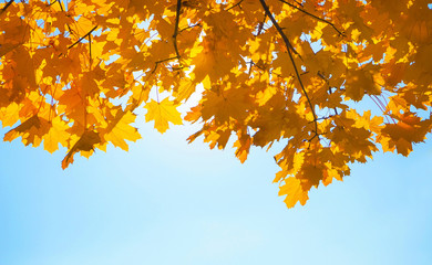 Colorful autumn background with maple leaves and blue sky