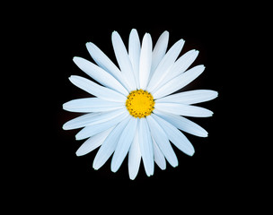 White daisy flower top view isolated on black background