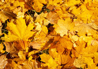 Naklejka na ściany i meble Colorful autumn background with fallen maple leaves